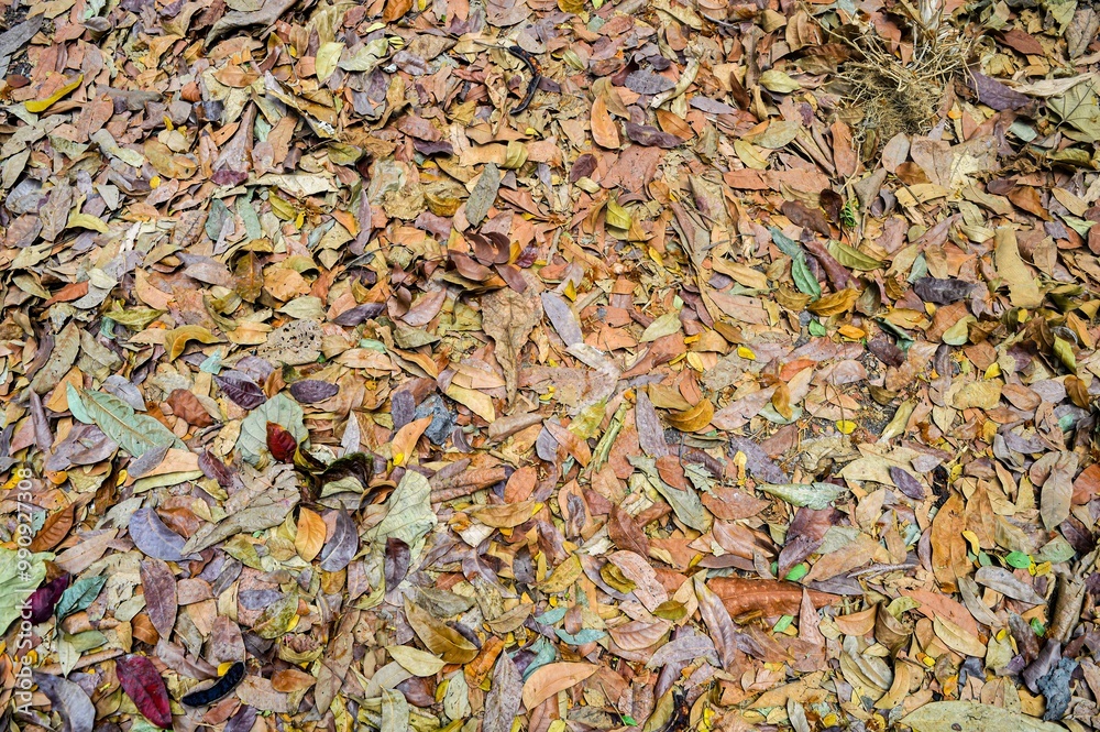 Close up of colorful autumn leaves on the forest floor, showcasing a variety of textures and hues, perfect for seasonal backgrounds and nature themes Close up of colorful autumn leaves on the forest floor, showcasing a variety of textures and hues, perfect for seasonal backgrounds and nature themes