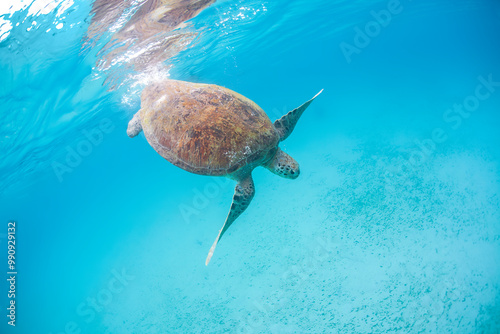 Green Turtle at Perhentian island, Malaysia photo
