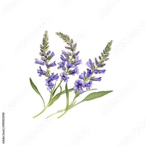 Purple Wildflowers with Green Stems and Leaves