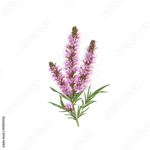 Close-up of Purple Loosestrife Flowers