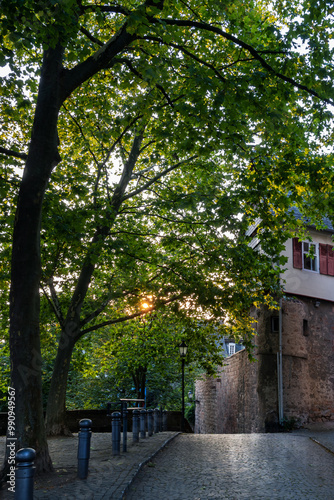 Platanen mit Lichtstimmung am Lutherischer Kirchhof in der Oberstadt