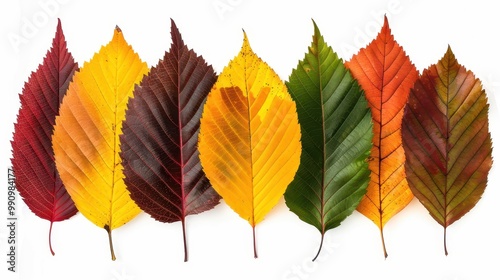 A vibrant collection of autumn leaves showcasing various colors and shapes, perfect for nature and seasonal themes.