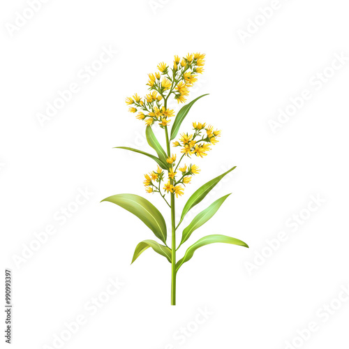 Goldenrod Flower Isolated on White Background