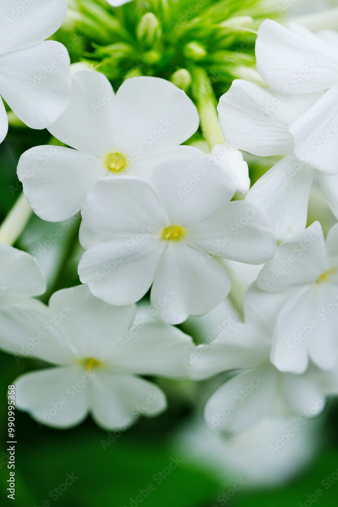 Obraz premium White Hydrangea flowers