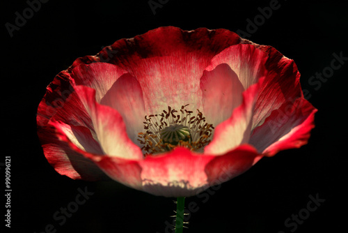 Close up papaver somniferum in black background  photo