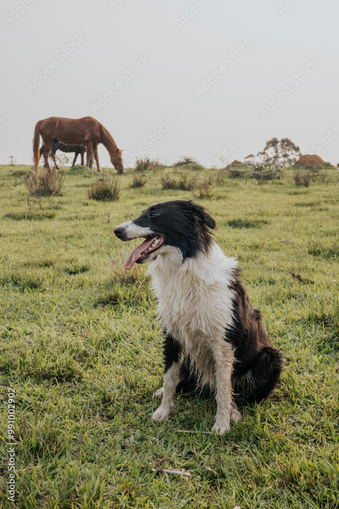 Herding dog resting in a countryside landscape. Herding dog resting in a countryside landscape.