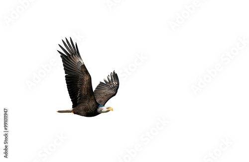 Bald Eagle in Flight Close-up - transparent
