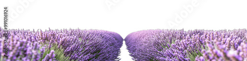 Lavender Field on White Background, Purple Flowers Isolated, Floral Design Element, transparent background, PNG file