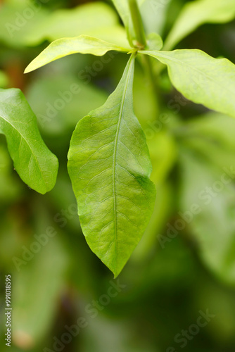 Blue plumbago leaves