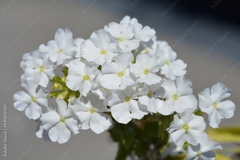 Florists verbena flowers Florists verbena flowers