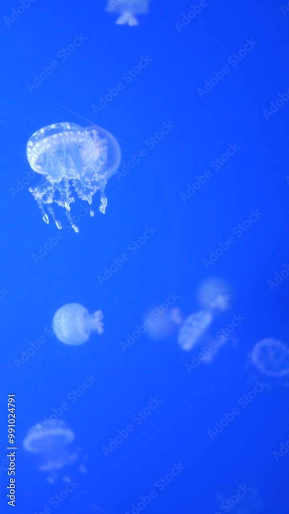 The jellyfish displayed in the aquarium. The jellyfish displayed in the aquarium.