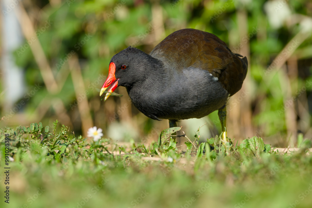 common moorhen is eating grass on a sunny day close-up common moorhen is eating grass on a sunny day close-up