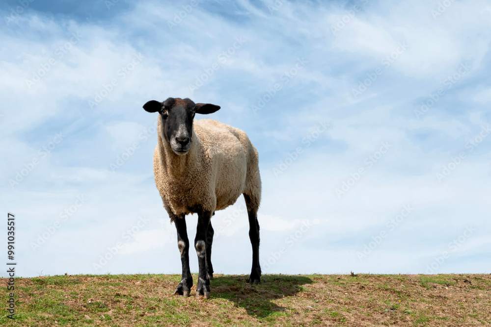 Suffolk sheep with black face, ears, and legs that are all free of wool Suffolk sheep with black face, ears, and legs that are all free of wool