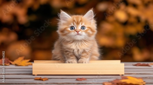 A fluffy gray Persian cat sits proudly on the edge of a weathered bridge, surrounded by a beautiful blurred autumn landscape of golden leaves and colors photo