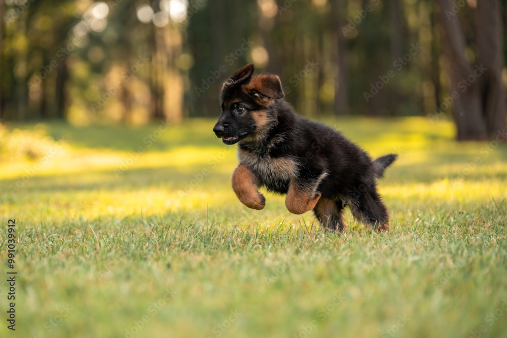 German Shepherd puppy at the park on green grass and sunny day. Playful 8 week old puppy. German Shepherd puppy at the park on green grass and sunny day. Playful 8 week old puppy.