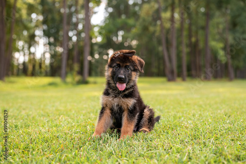 German Shepherd puppy at the park on green grass and sunny day. Playful 8 week old puppy. 