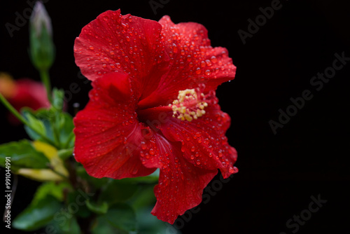 Red Hibiscus flower wet with rain drops photo