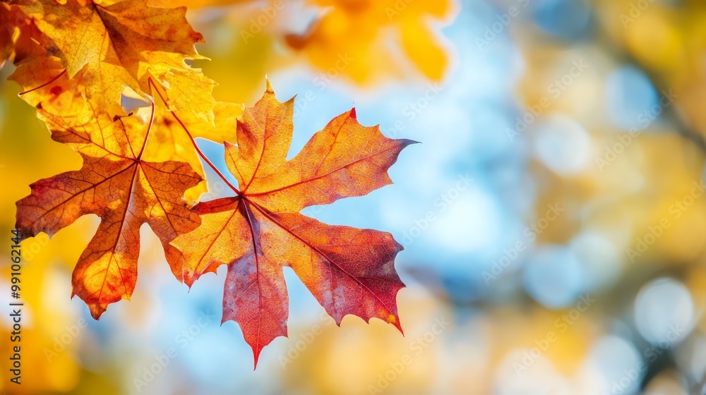 Fototapeta premium Maple leaves in autumn sunny day