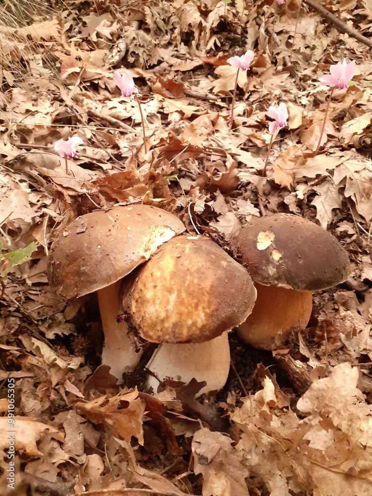 Gruppo di funghi porcini nel bosco, primo piano Gruppo di funghi porcini nel bosco, primo piano