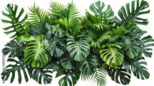 Jungle Foliage. Tropical Leaves and Bushes, Monstera and Palm Trees in a Nature Arrangement