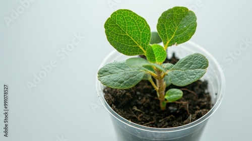 A Small Plant in a Plastic Cup