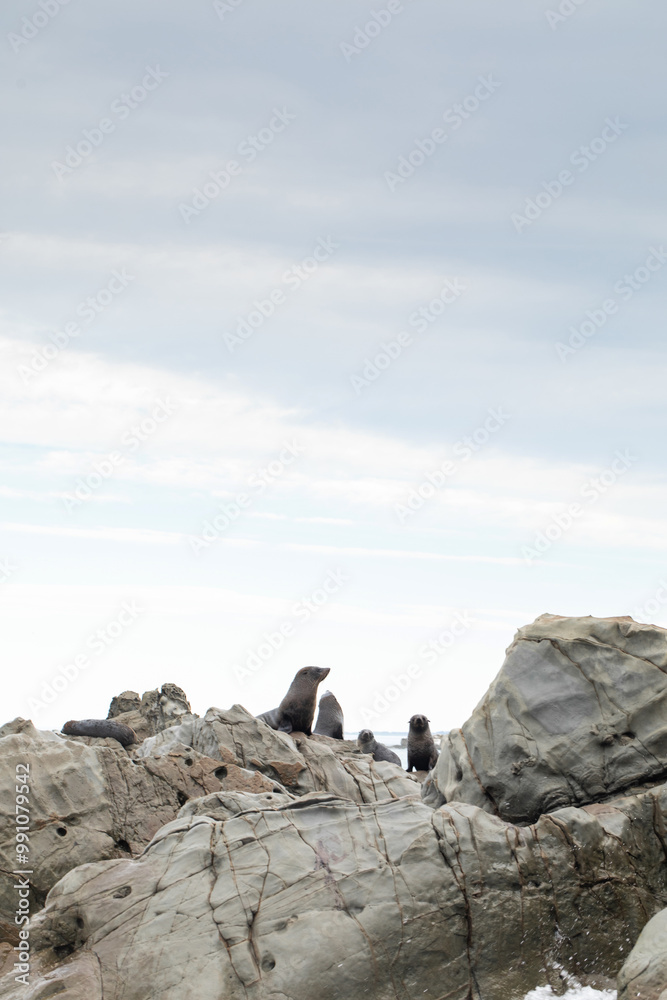 Fur seals takes break from swimming relaxing on rocky coast Fur seals takes break from swimming relaxing on rocky coast