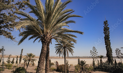 Sunny landscape with palm trees in Cyprus showcasing natural beauty and serene atmosphere on a clear day