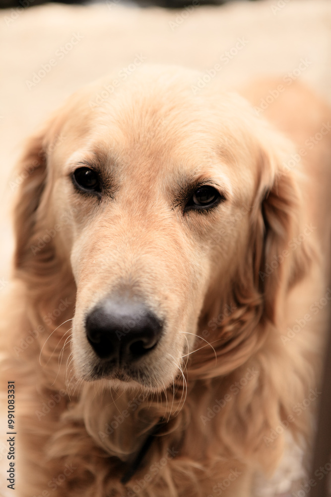 Golden retriever posing calmly in a sunlit courtyard in Cyprus, showcasing a peaceful moment during the afternoon Golden retriever posing calmly in a sunlit courtyard in Cyprus, showcasing a peaceful moment during the afternoon