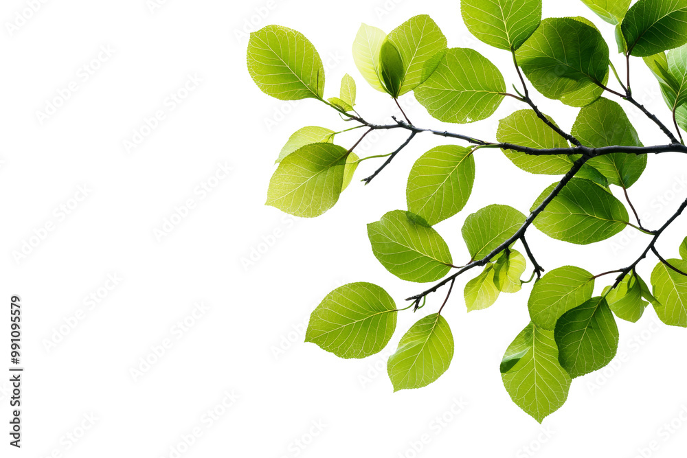 A leafy green branch with no leaves A leafy green branch with no leaves