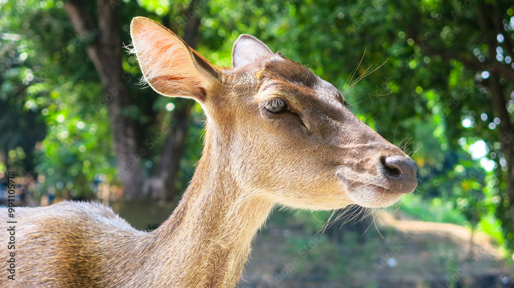 close up side view of doe face in the bright sunny day. tame deer in the city park or zoo. wildlife concept. close up side view of doe face in the bright sunny day. tame deer in the city park or zoo. wildlife concept.