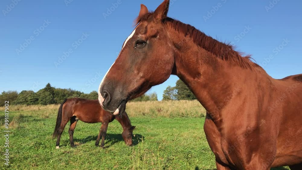 Two brown horses standing in a meadow on a pasture in the rural countryside
Two brown horses standing in a meadow on a pasture in the rural countryside
