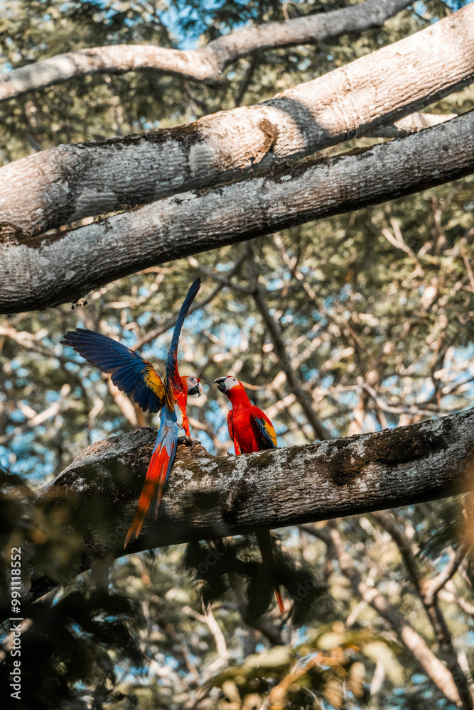 Naklejka premium scarlet macaw birds parrot animal Costa Rica