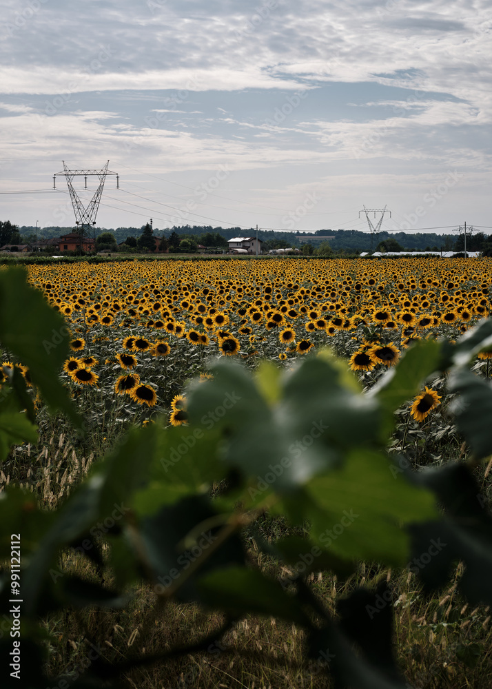 Foto scattata nelle colline attorno a Tassarolo ad un campo di girasoli.