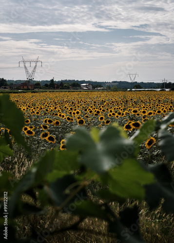 Obraz na płótnie Foto scattata nelle colline attorno a Tassarolo ad un campo di girasoli. w salonie