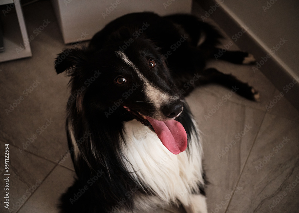 Foto scattata all'interno di una casa a Diano Marina ad un cucciolo di Border Collie.