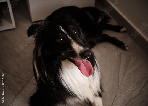 Obraz na płótnie Foto scattata all'interno di una casa a Diano Marina ad un cucciolo di Border Collie. w salonie