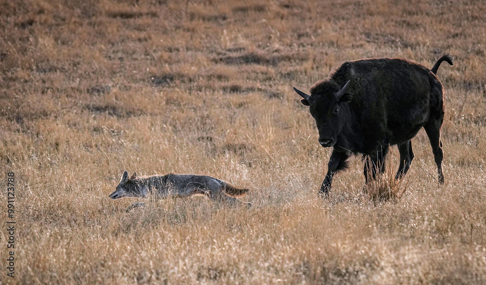 Fototapeta premium Coyote vs. Bison