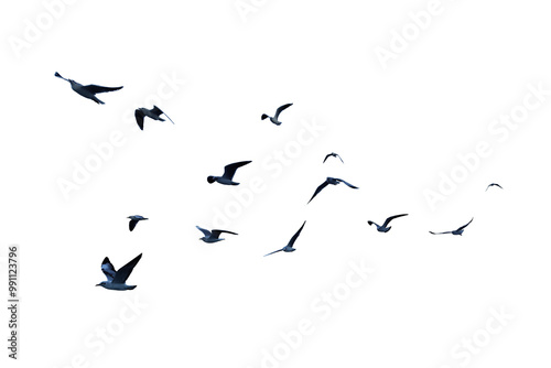 Many birds flying on sky isolated on white background. 