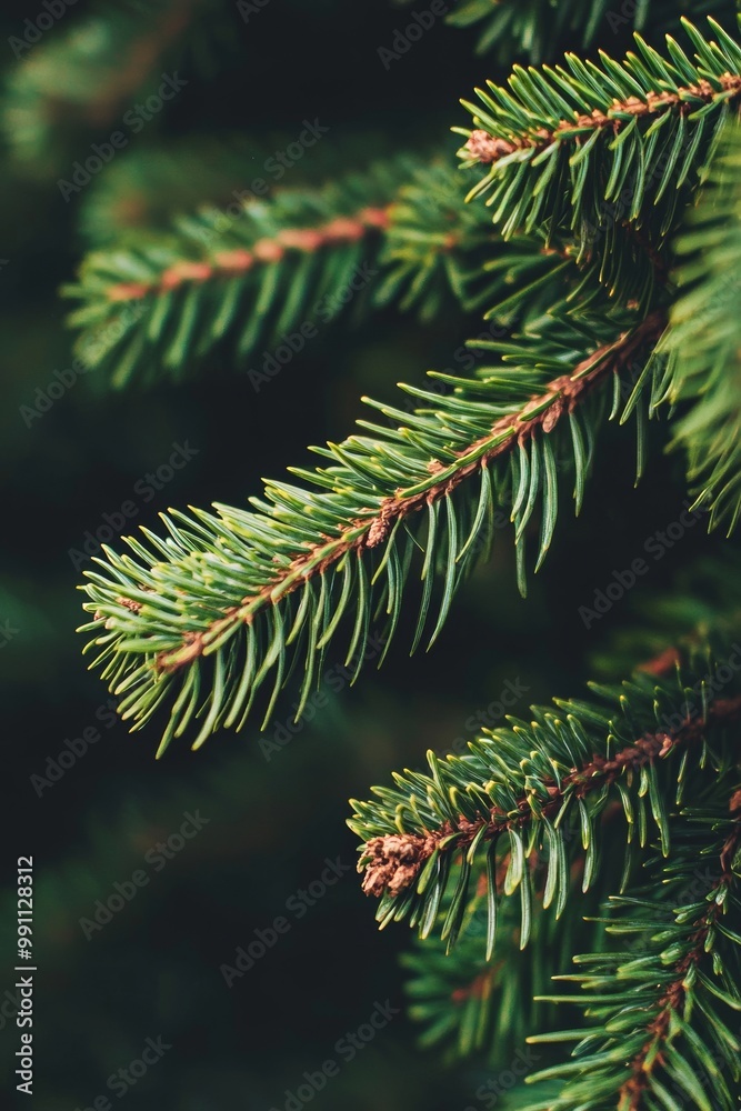 A beautiful Christmas background with a green pine tree brunch close up. Copy space, vibrant dark toned design for seasonal quotes. Vintage December wallpaper. Natural winter holiday forest backdrop.