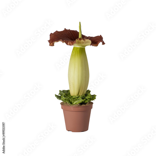 Rare Corpse Flower In Bloom photo