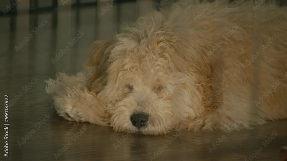 Sad fluffy Maltipoo dog is sleeping on the floor in a dark cage. Cute Maltipoo dog in captivity. Sad fluffy Maltipoo dog is sleeping on the floor in a dark cage. Cute Maltipoo dog in captivity.