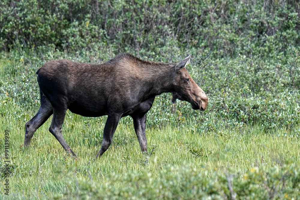 Moose - Cow - Colorado Moose - Cow - Colorado