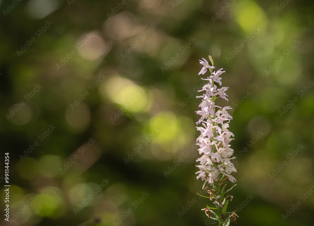 beauté de la nature en gros plan, orchidées sauvage, de façon artistique, sous un joli bokeh de sous bois beauté de la nature en gros plan, orchidées sauvage, de façon artistique, sous un joli bokeh de sous bois