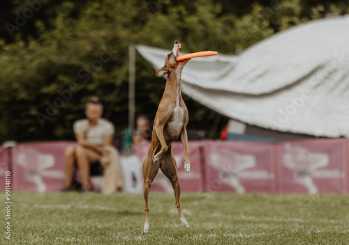 Whippet łapie frisbee na zawodach dogfrisbee photo