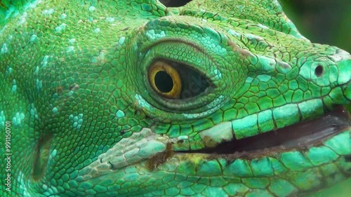 Old male plumed basilisk (Basiliscus plumifrons) in the jungle, head close-up