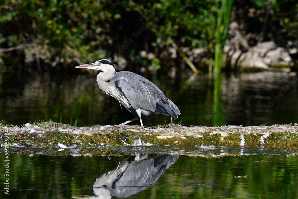Grey heron ardea cinerea, Kilkenny, ireland Grey heron ardea cinerea, Kilkenny, ireland