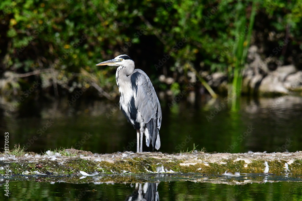 Naklejka premium Grey heron ardea cinerea, Kilkenny, ireland