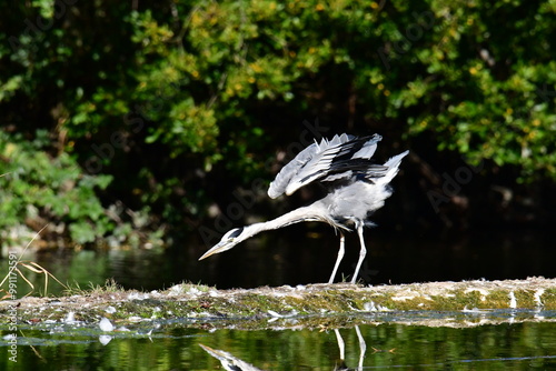 Grey heron ardea cinerea, Kilkenny, ireland