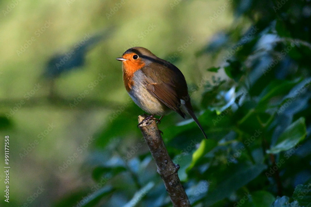 Bird Robin posing. Kilkenny, Ireland Bird Robin posing. Kilkenny, Ireland
