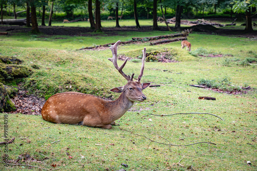 deer with antlers in the deerpark in vejle in denmark photo